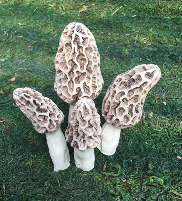 Cast Resin Morels